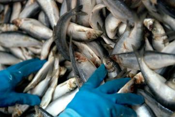 В России озвучили нормативы по производству аквакультуры к 2027 году